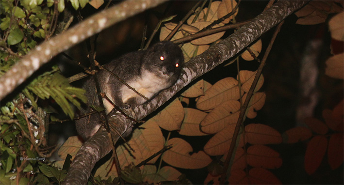 Acoustic communication of Taita tree hyrax