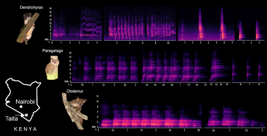Vocalization Analyses of Nocturnal Arboreal Mammals of the Taita Hills, Kenya