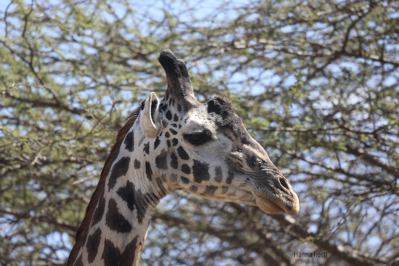 Tsavo West – land of giraffes, zebras and elephants