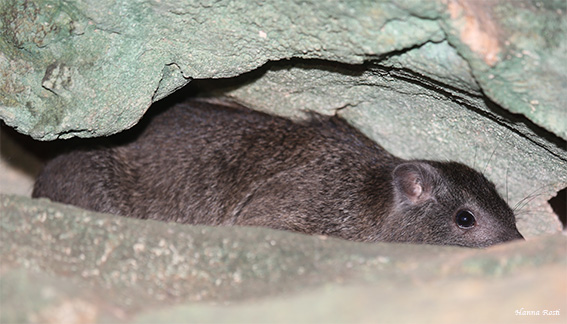 Tree hyraxes from caves   at the coast of Kenya